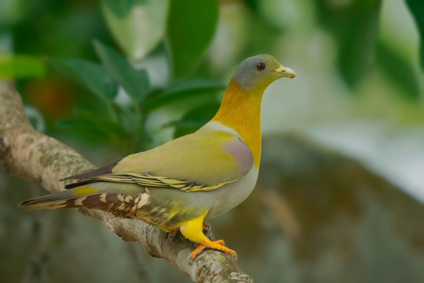 Yellow-footed Green-Pigeon Treron phoenicopterus © Rajkumar Das/Macaulay Library