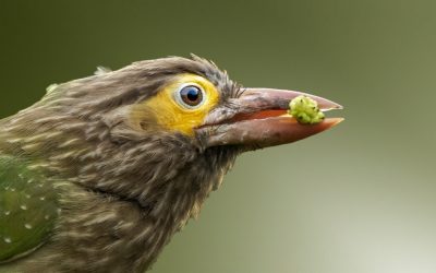 Frequency Matters: Acoustic Identification of Barbets