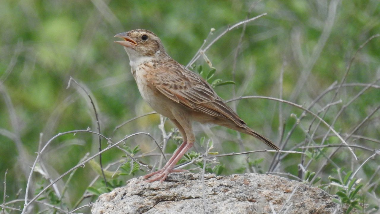 Identifying Indian and Singing Bushlarks: White on the tail is not ...