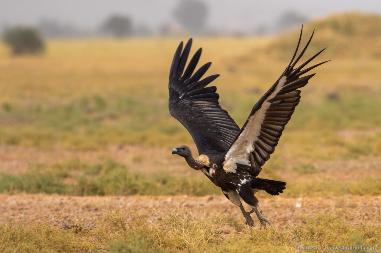 WWF-India's Vulture Estimation Program - Bird Count India