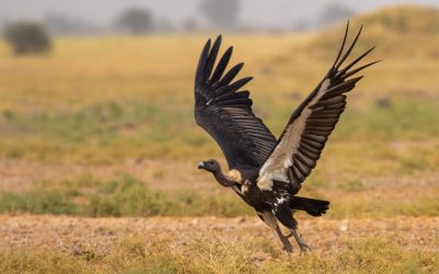 WWF-India’s Vulture Estimation Program