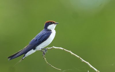 Identifying Swallows: Red-rumped, Barn, Streak-throated and Wire-tailed Swallow