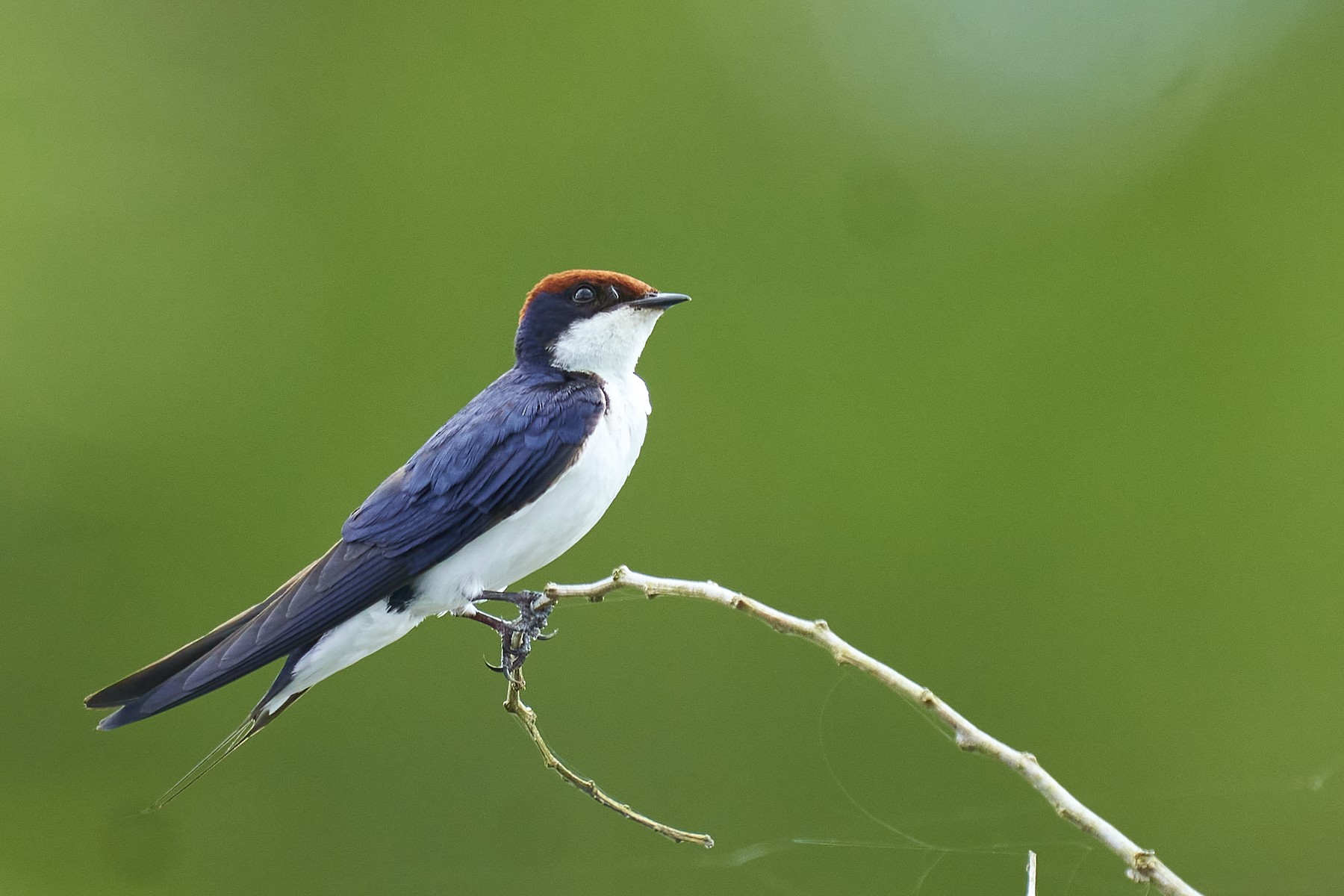 Identifying Swallows Red-rumped, Barn, Streak-throated and Wire-tailed Swallow