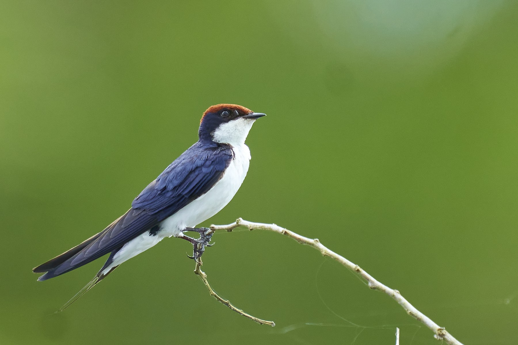 Blue-and-white Swallow - eBird