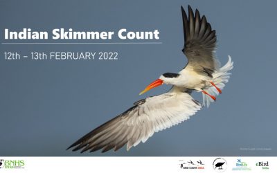 Indian Skimmer Count