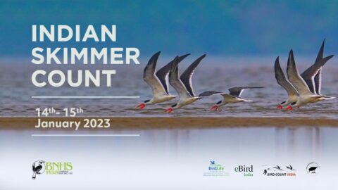 Indian Skimmer Count - Bird Count India