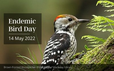 Endemic Bird Day 2022