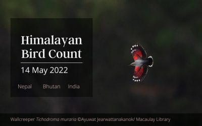 Himalayan Bird Count