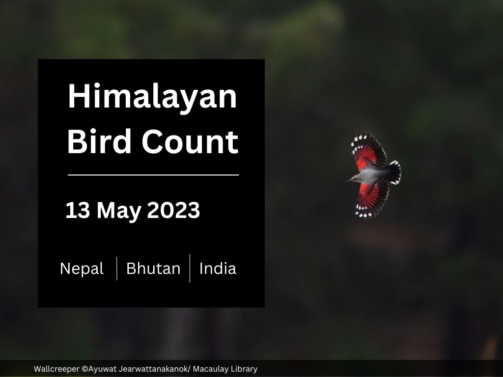 Himalayan Bird Day 2023