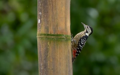 Fulvous-breasted Woodpecker and Stripe-breasted Woodpecker: How can they be told apart?