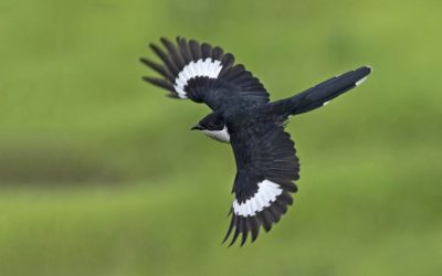 Birder Profile: Pallavi Arora
