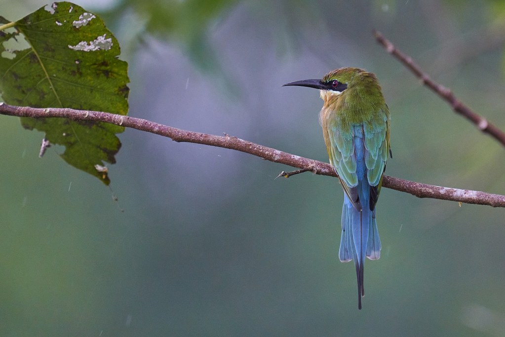 Adult Blue-tailed Beeeater by Raghavendra Pai