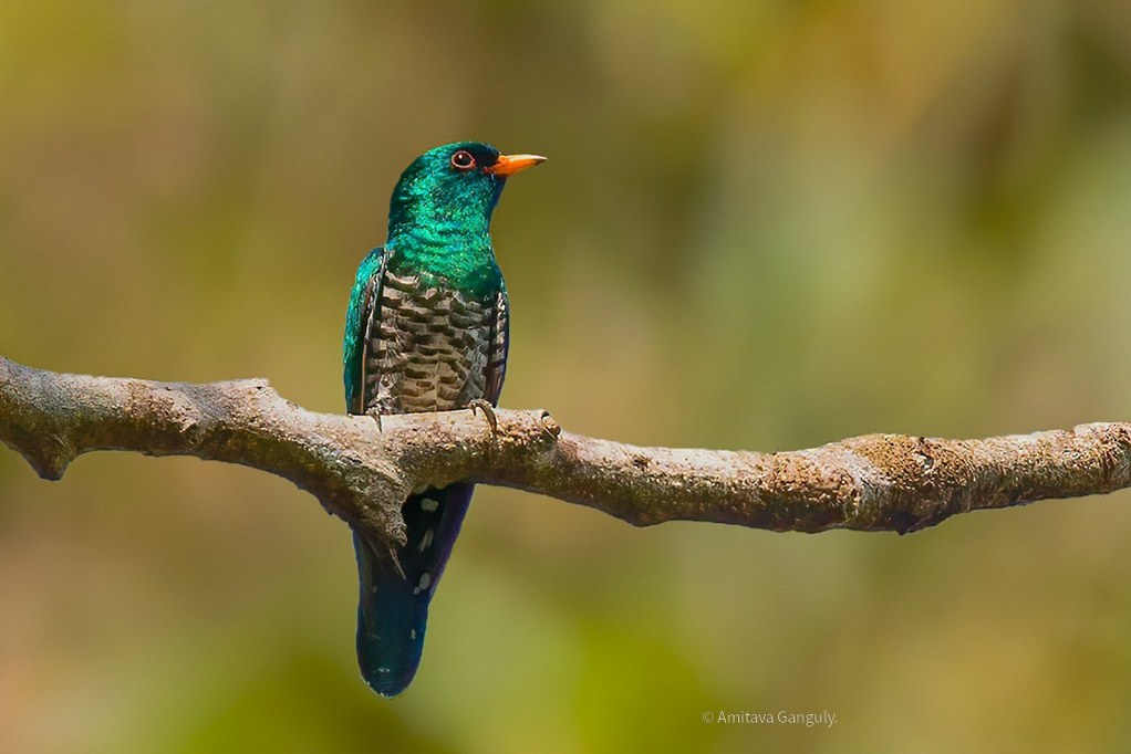 Asian Emerald Cuckoo. Photo by Amitava Ganguly