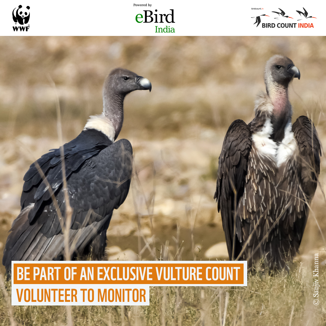 WWF India's Vulture Estimation Program - Bird Count India