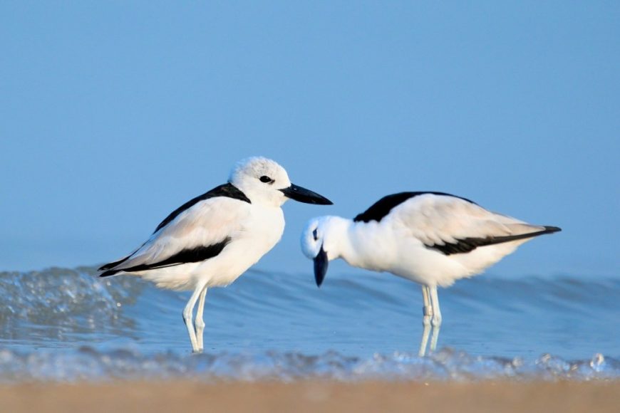 A pair of Crab-Plovers. Photographed by Hiren Khambhayta