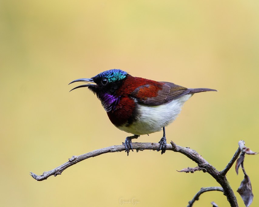 Crimson-backed Sunbird (Small Sunbird) Leptocoma minima © Ganesh Gore/ Macaulay Library