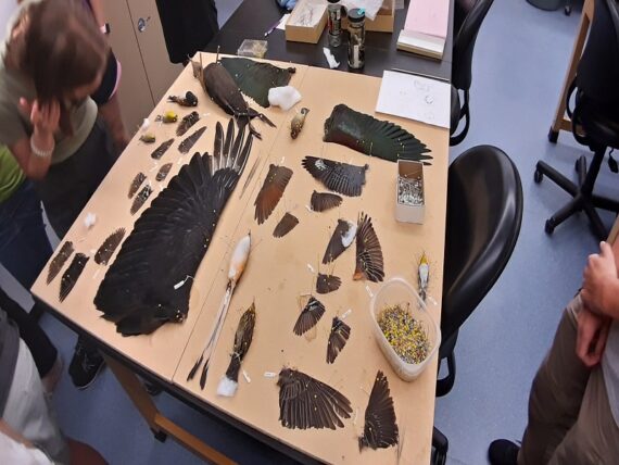 Bird specimen preparation table at the museum of Cornell Lab of Ornithology