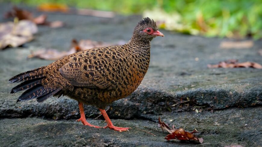 Red Spurfowl Photograph by H Nambiar & Macaulay Library