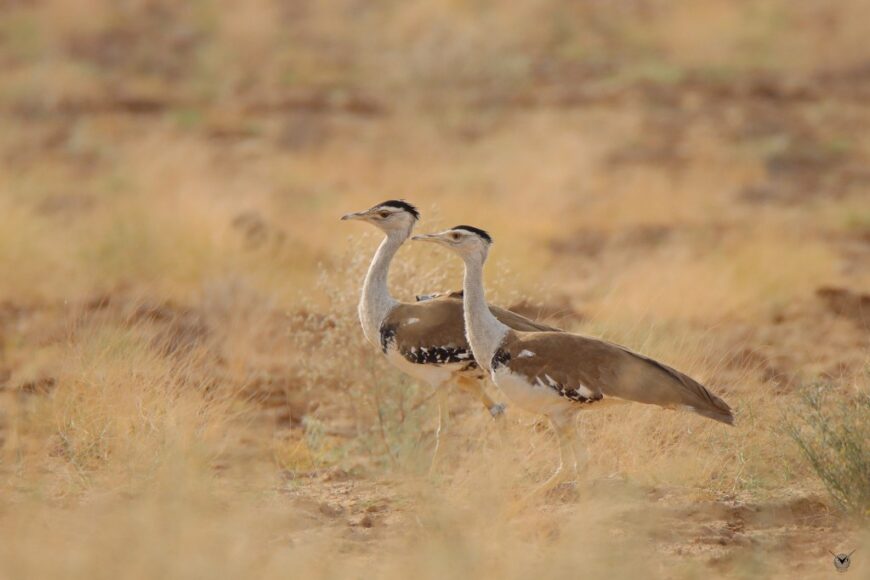 Great Indian Bustard Ardeotis nigriceps. Photography by Rahul Iyer