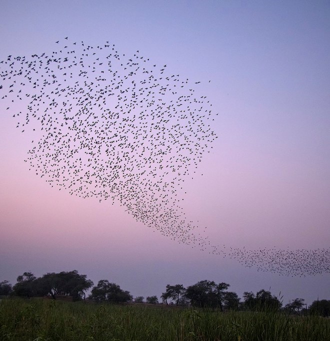 Murmuration of Rosy Starlings against a pink and lavender sky by Shrutidev Mishra