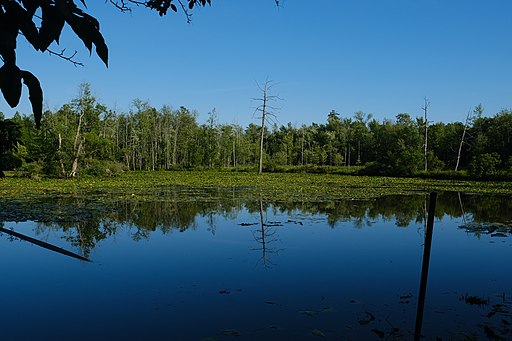 Sapsucker Woods, photo courtesy Wikimedia Commons
