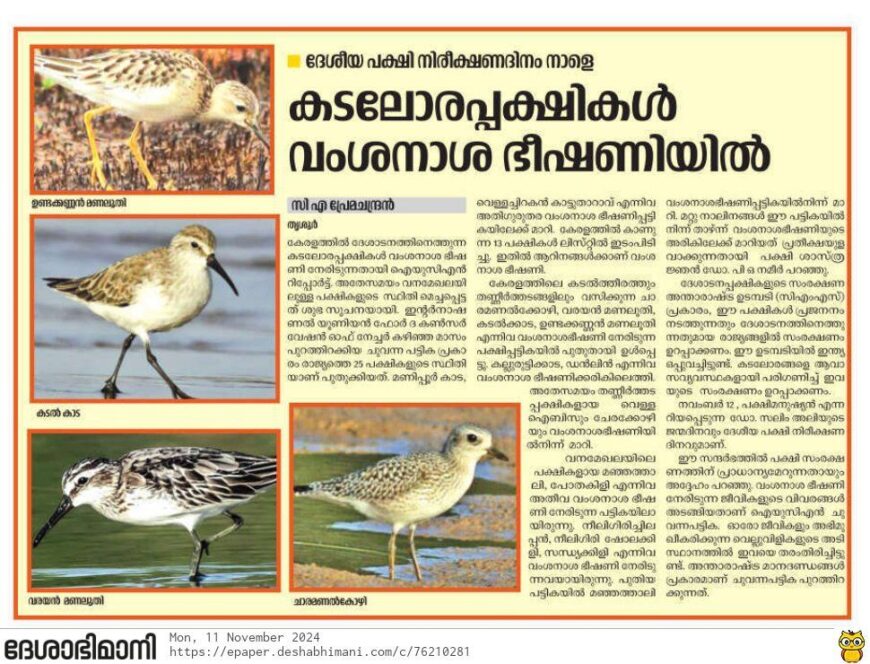 News Article in Malyalam mentioning decline of beach birds