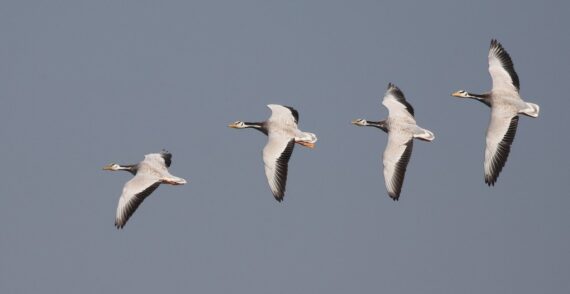 Bar-headed Geese in flight by Vijayalakshmi
