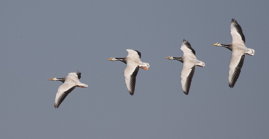 Bar-headed Geese in flight by Vijayalakshmi