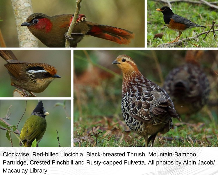 Collaged of birds seen in Nagaland during Tokhu Emong Bird Count 2022