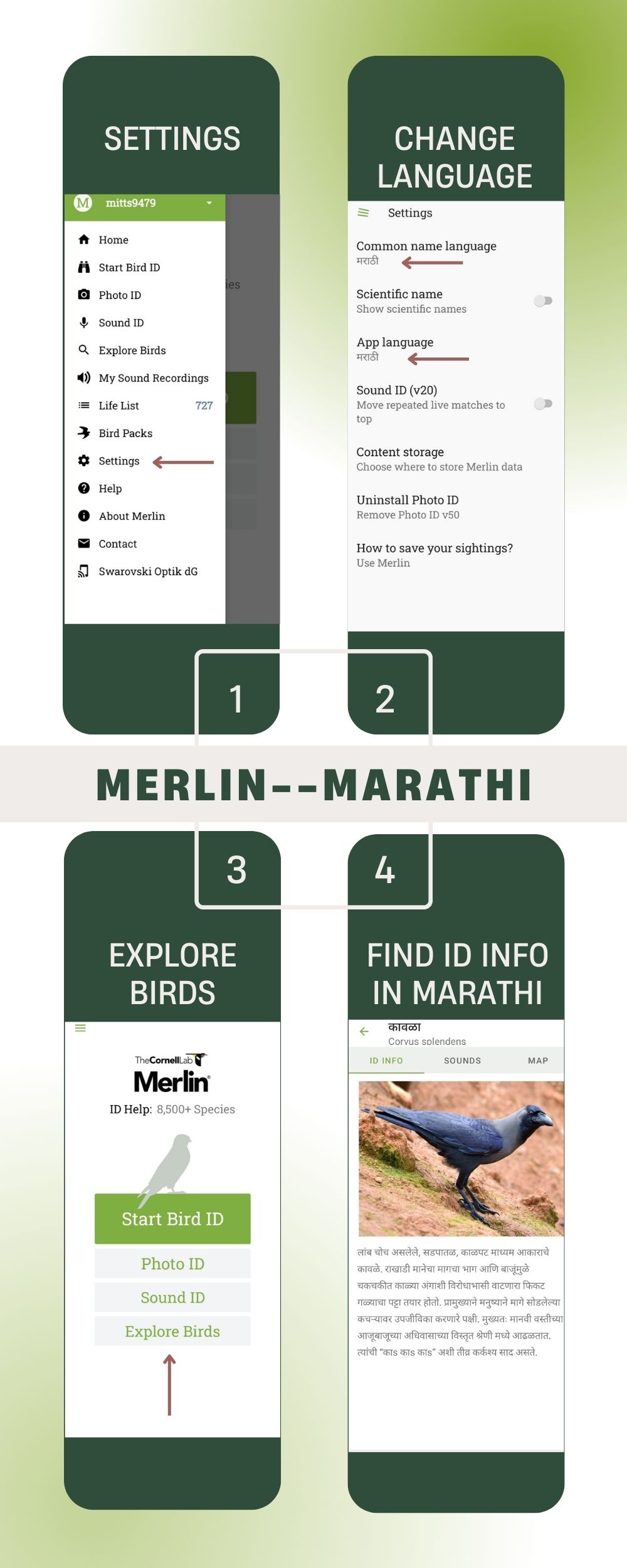 Merlin App Translation-Infographic