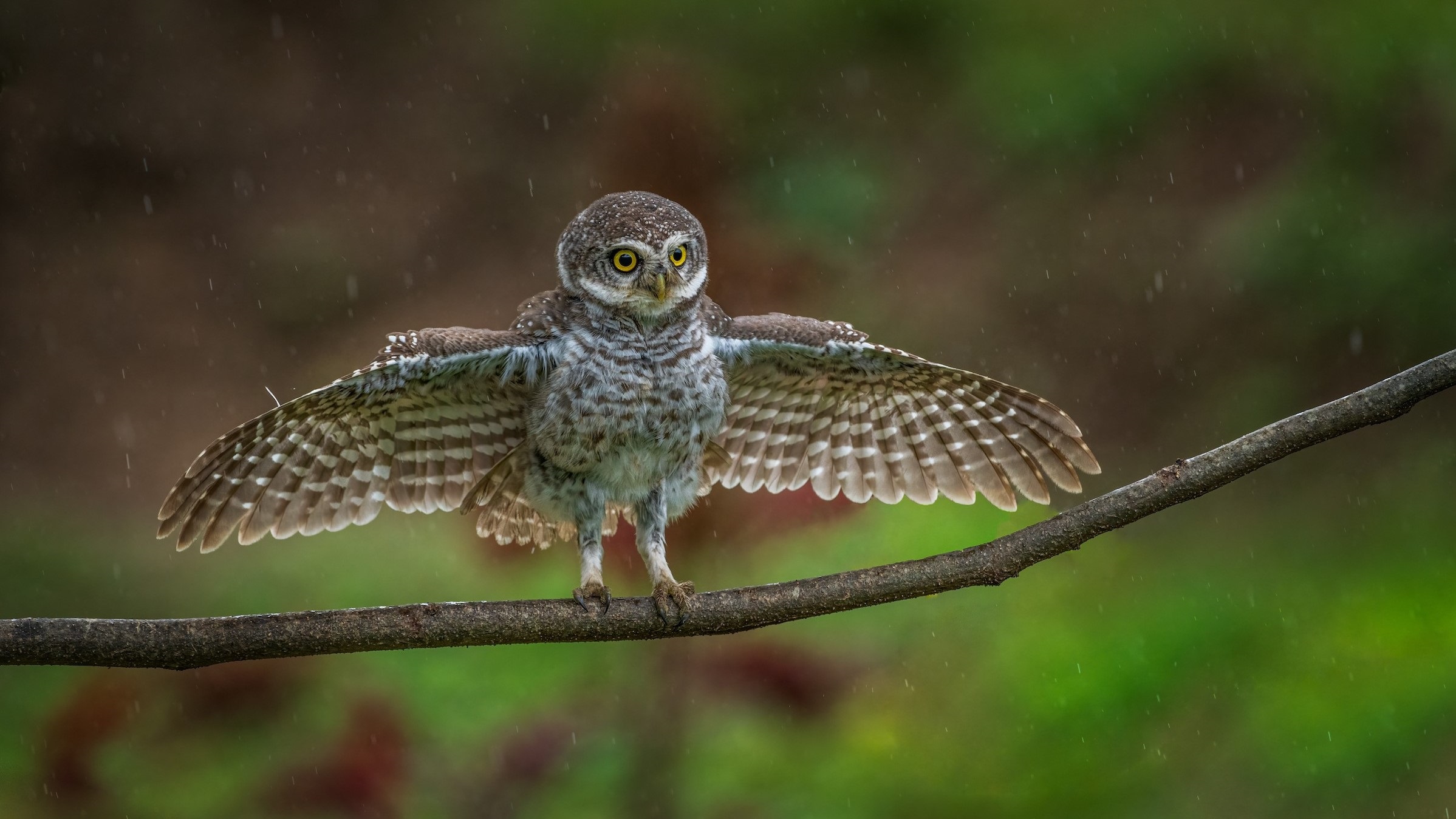 Spotted Owlets by Sarang Satish