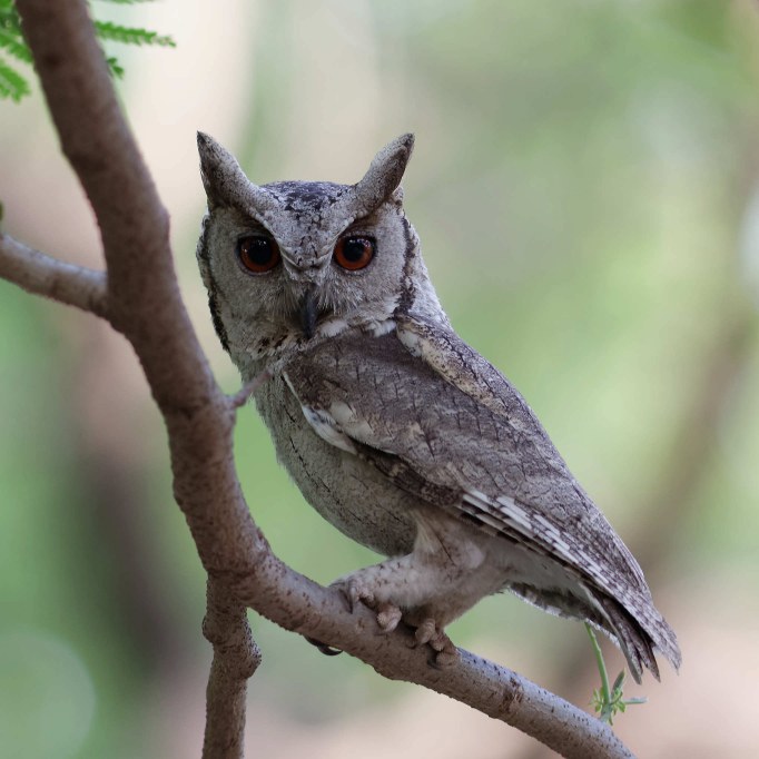 Indian Scops-Owl photographed by Able Lawrence
