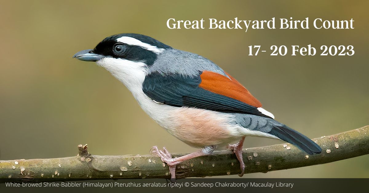 Top 25 Backyard Birds Backyard Birds Birds Great Back vrogue.co