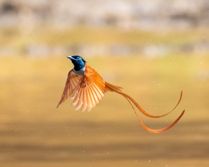 Indian Paradise-Flycatcher by Abhijit Mishra and Macaulay Library