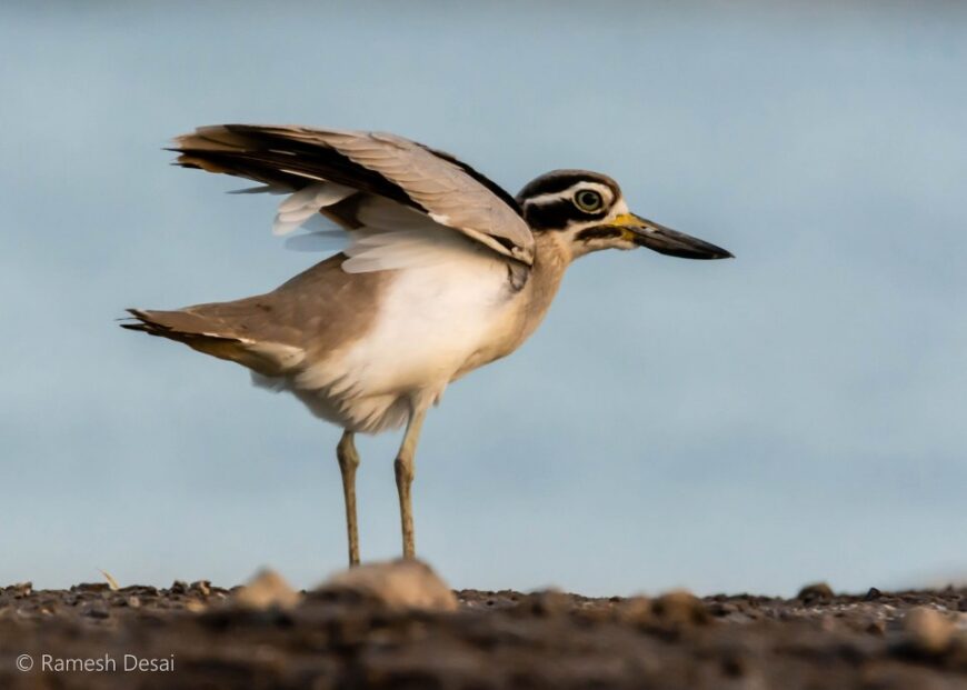 Great Thick-Knee by Ramesh Desai