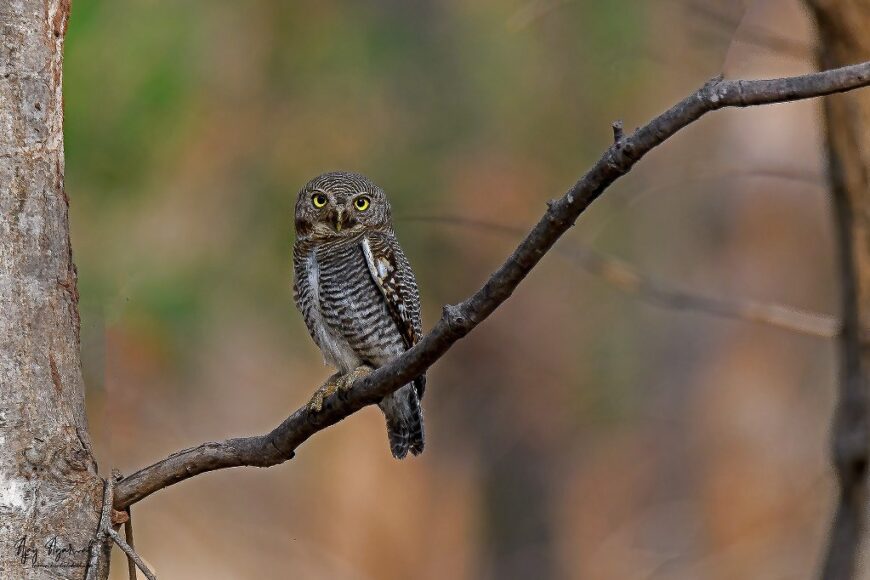 Jungle Owlet by Ashok Agarwal