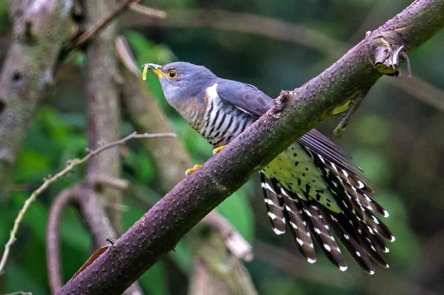 Lesser Cuckoo photographed by Aseem Kothiala