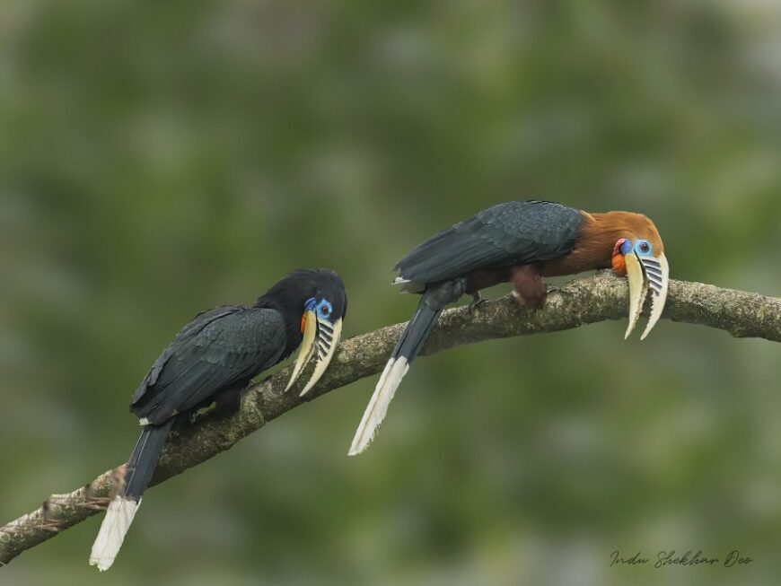 Rufous-necked Hornbill by Indu Shekhar Deo