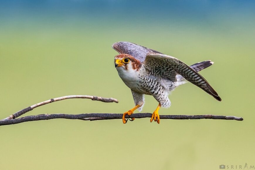 Red-necked Falcon by Sriram Reddy