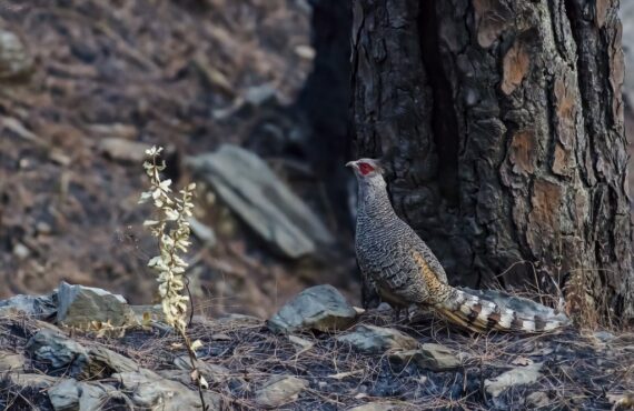 Cheer Pheasant from Uttarakhand