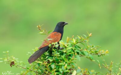 Kerala Bird Monitoring Workshop June 2024
