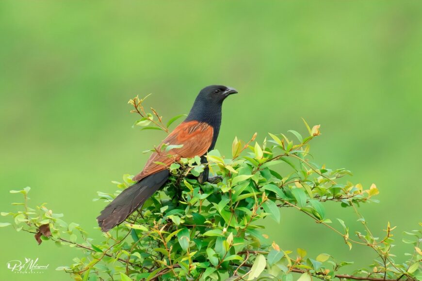 Lesser Coucal photographed in Kerala by Muhammed Rafi