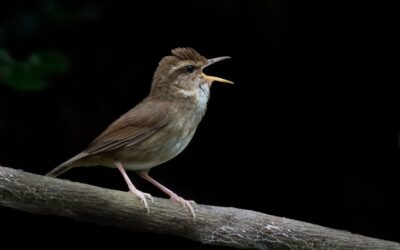 The ‘Andaman’ Pale-footed Bush Warbler—A Lesser-known Bird