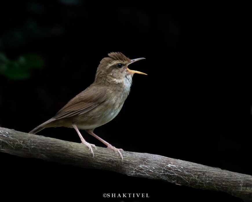 Pale-footed Bush Warbler- subspecies unique to the Andaman Islands
