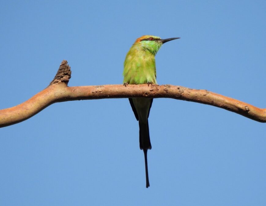 Asian Green Bee-eater by Manju Sinha