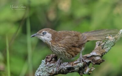 Spiny Babbler in India–Can you find one?