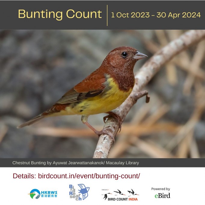 Bunting Count 2023 Poster