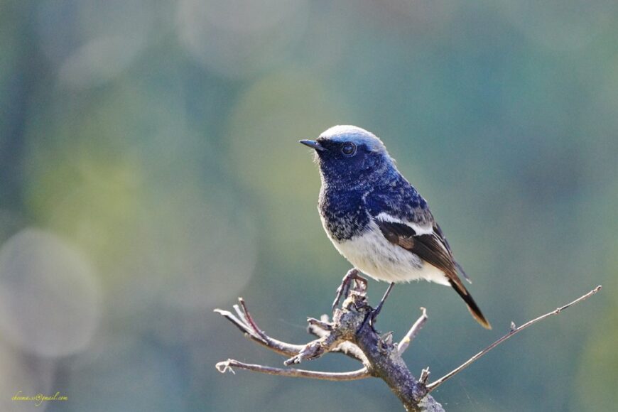 Blue-capped Redstart by S S Cheema