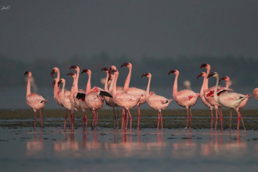 Lesser Flamingo Flock from Tamil Nadu