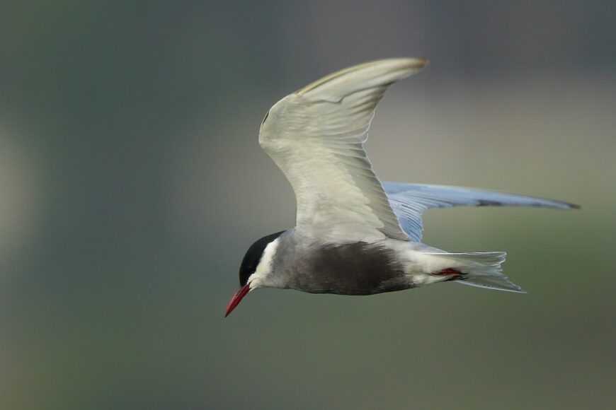 Whiskered Tern by Albin Jacob